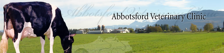 Abbotsford Veterinary Clinic